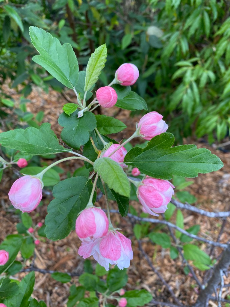 Weigela - Strawberries and Cream buds