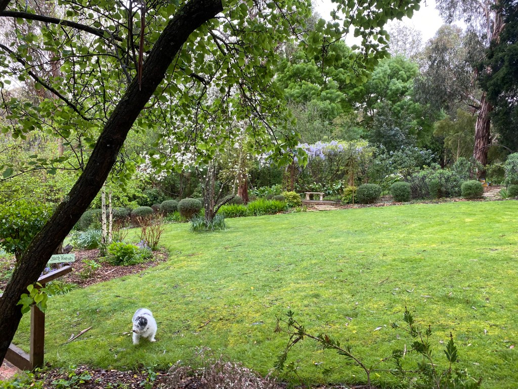 Wisteria in the distance and Bonnie Dog