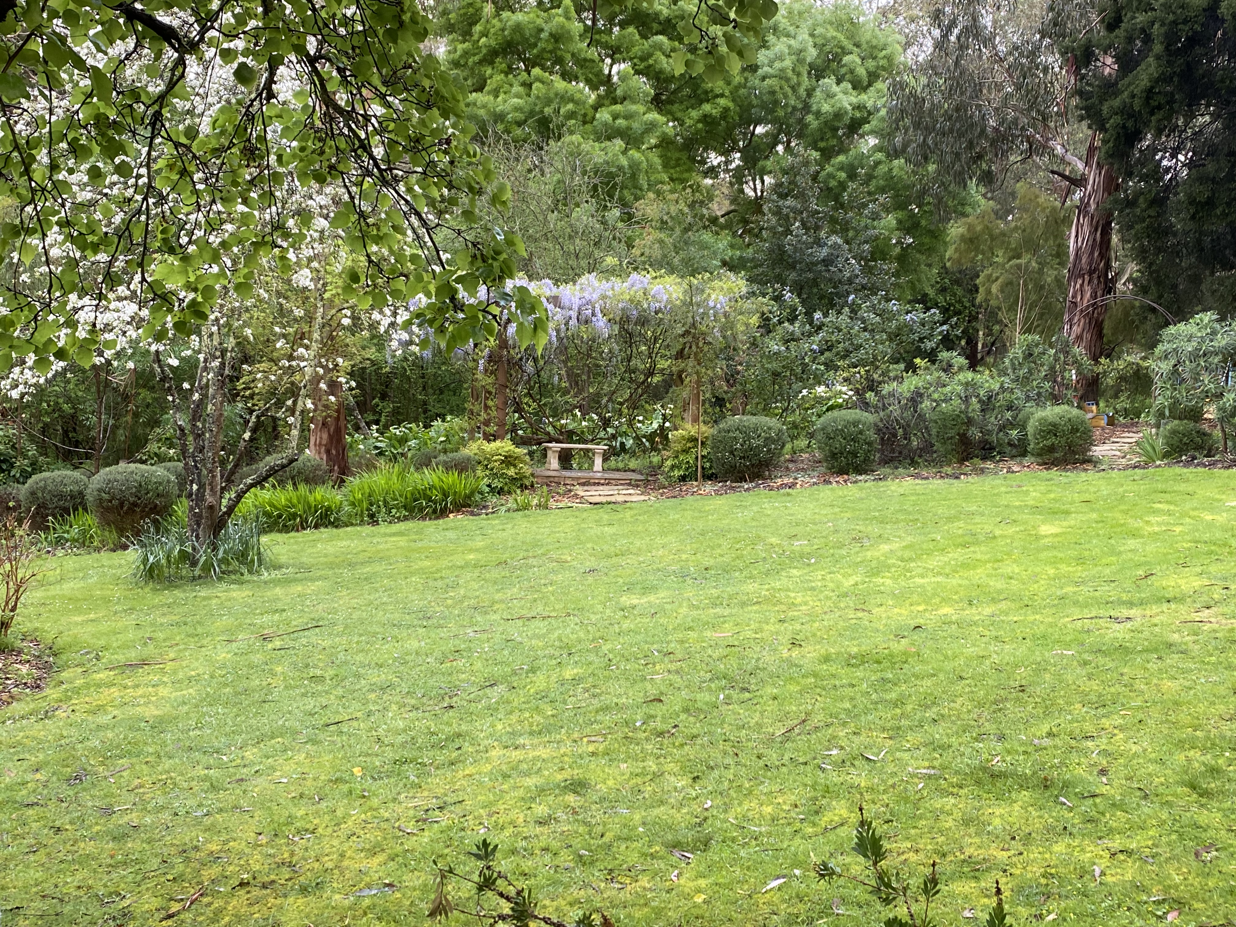 Wisteria in the distance and Italian Minature Pear tree