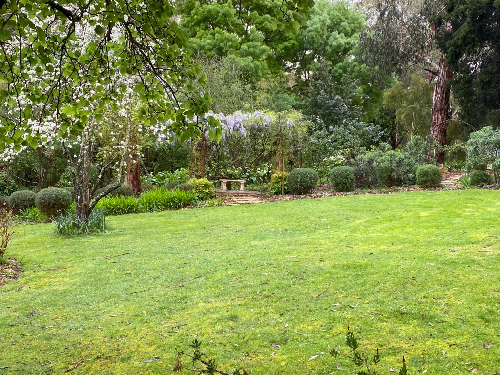 Wisteria in the distance and Italian Minature Pear tree