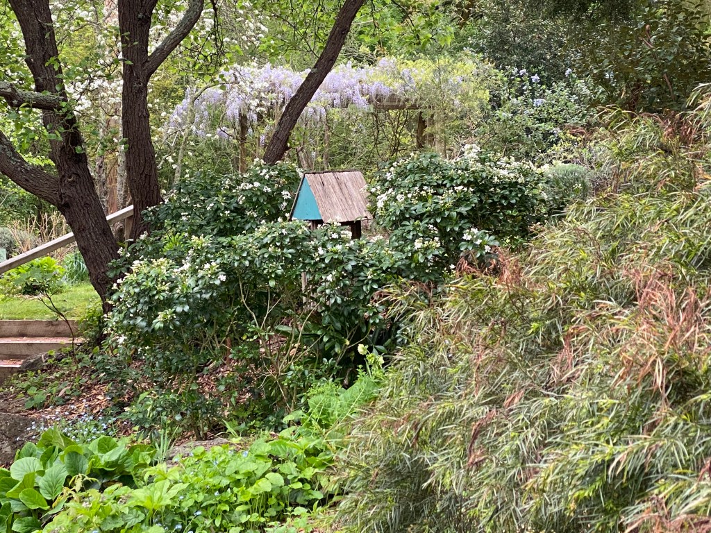 Wisteria in the distance across the back lawn
