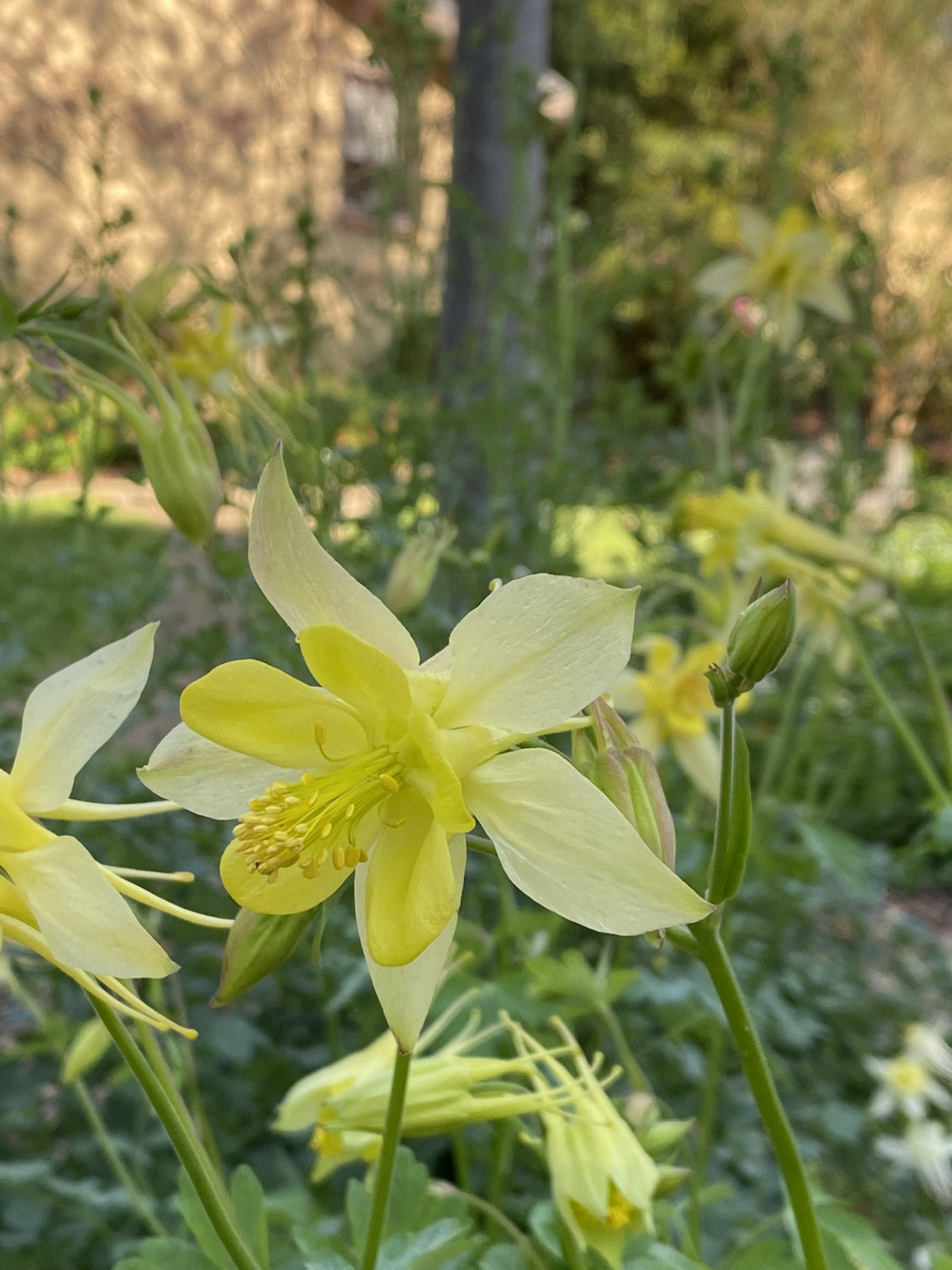 Granny's Bonnet - Aquilegia Lemon in Perennial