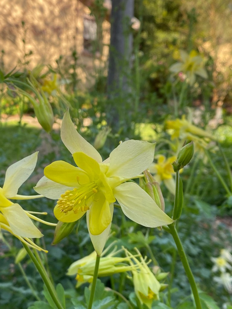 Granny's Bonnet - Aquilegia Lemon in Perennial