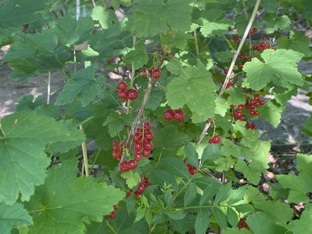 Blueberry with fruit