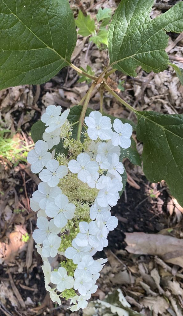 Oak Leaf Hydrangea