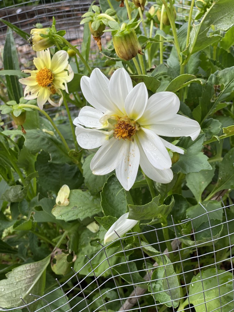 Dahlia - Little Swan