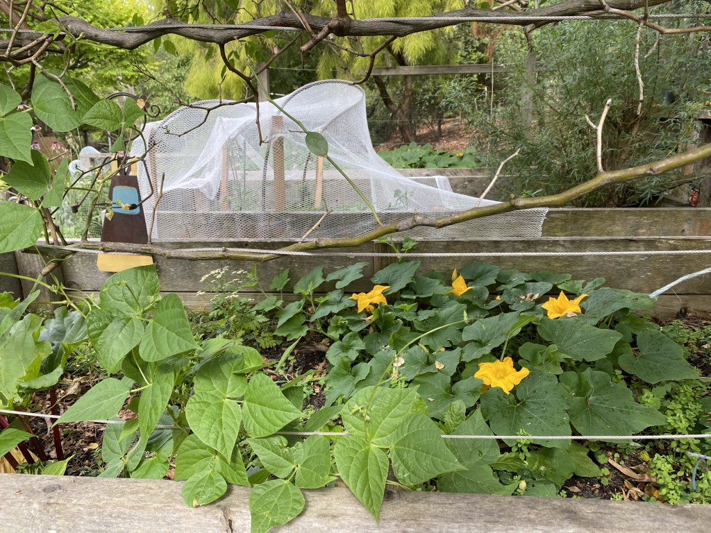 Edibles - zuchini beans rhubarb tomato