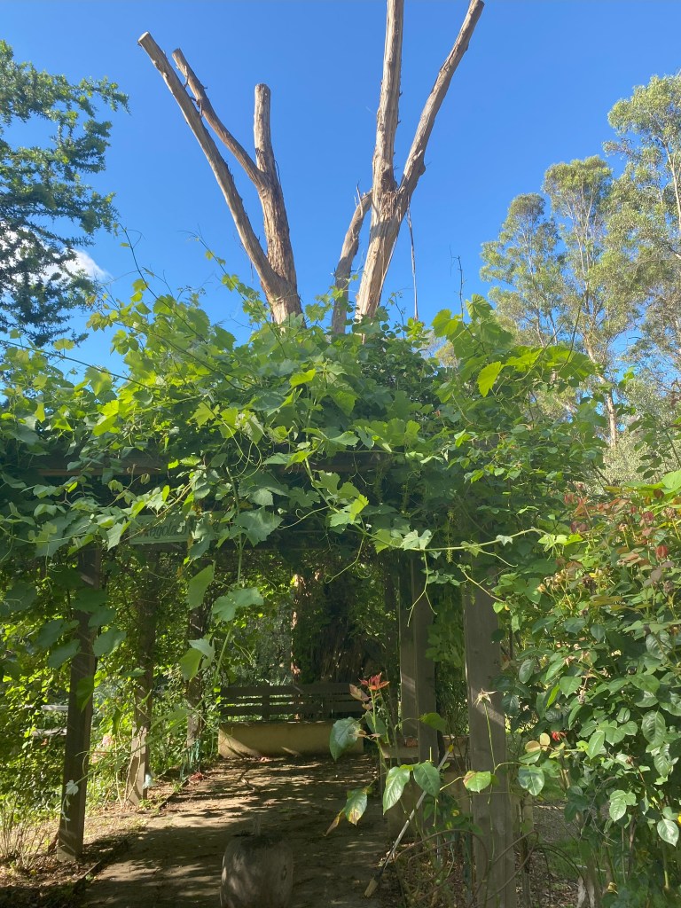 Grape Vine over the Pagola with tree