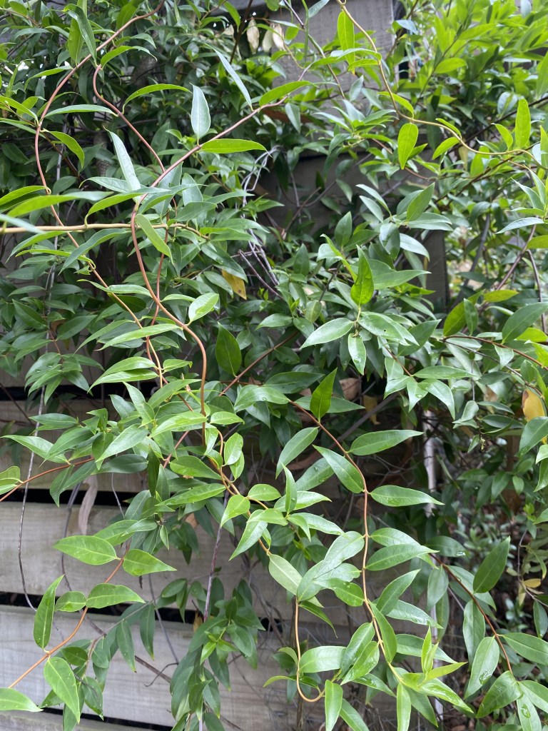 Yellow Jessamine - Gelsemium sempervirens