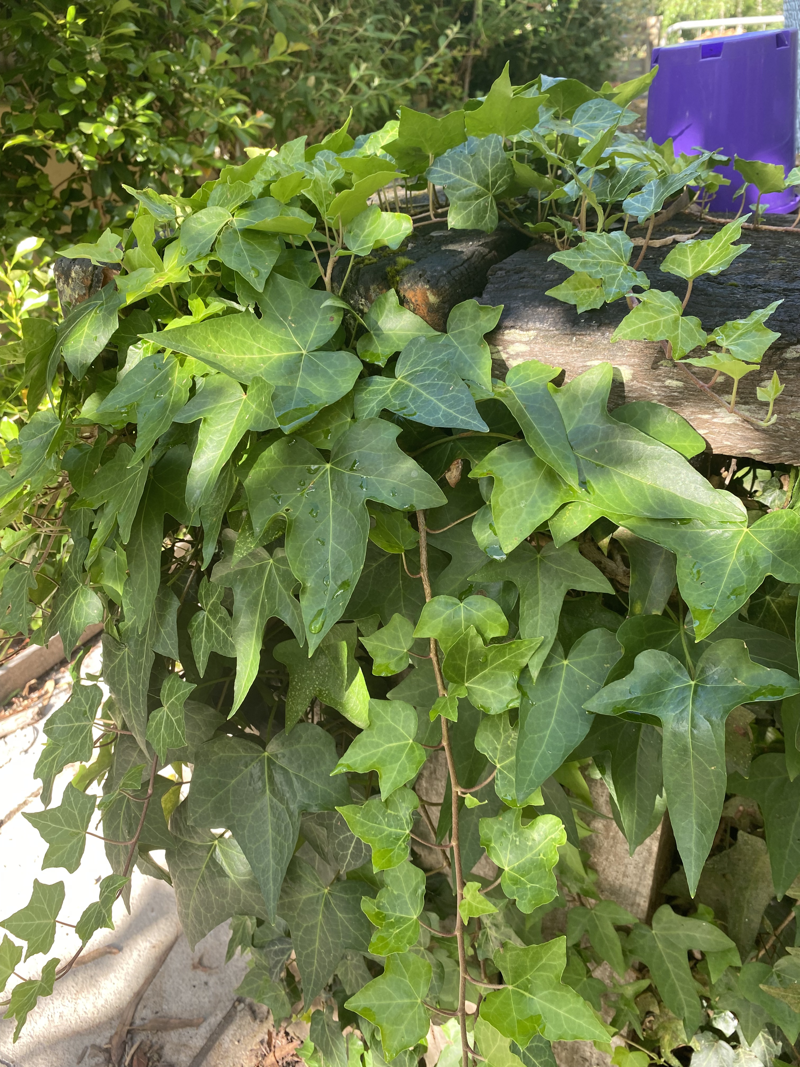Ivy - Hedera helix