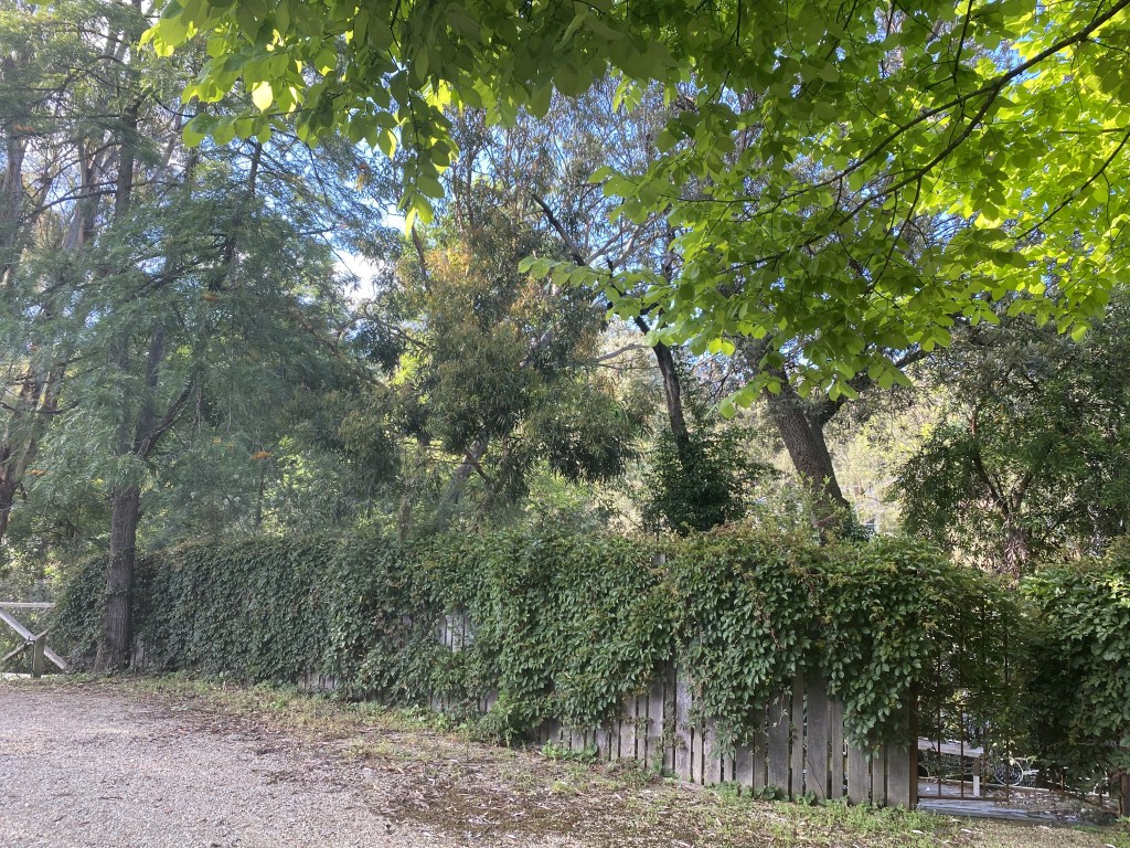 Silver Vein - Chinese Virginia Creeper