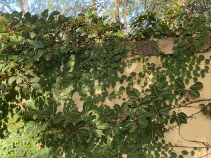 Silver Vein - Chinese Virginia Creeper and Ficus pumila - creeping fig