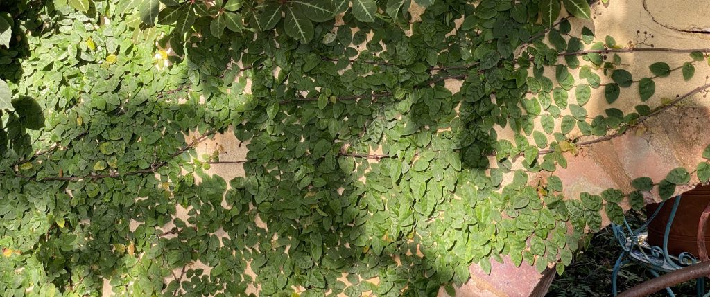 Ficus pumila - creeping fig