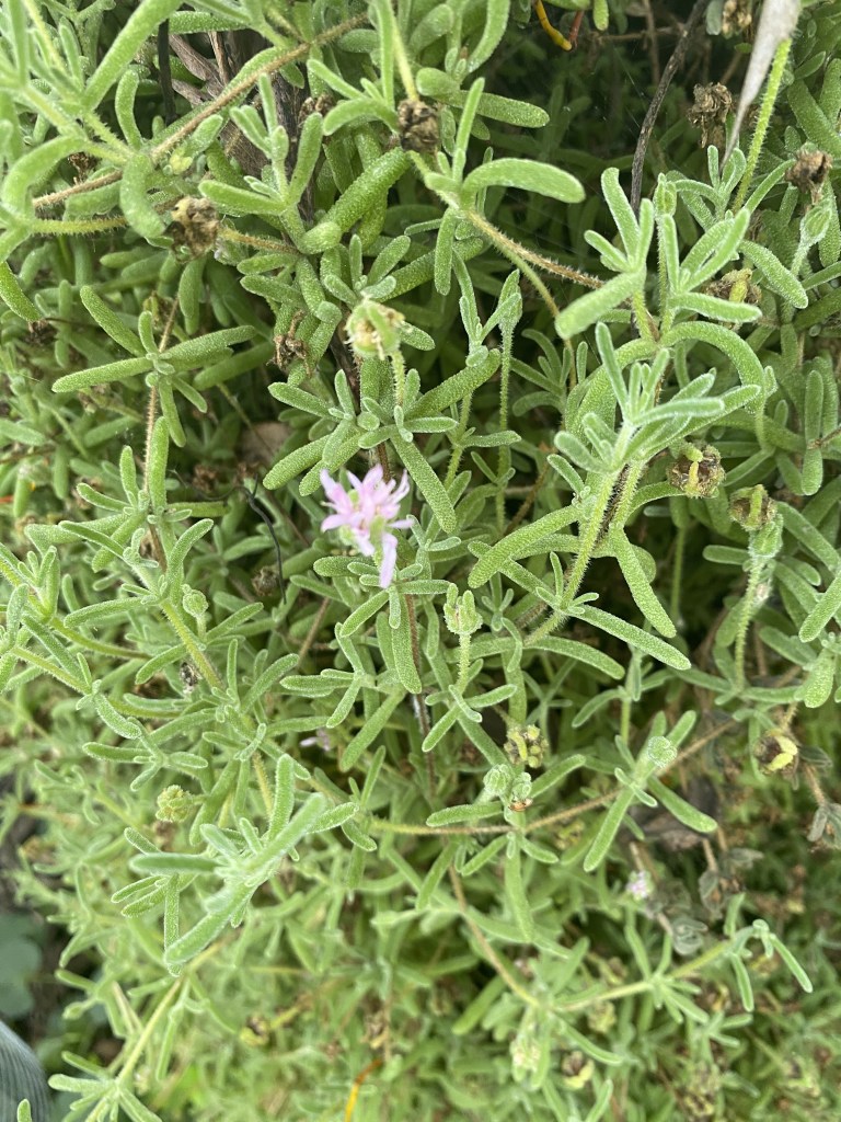 Succulent Creeper with purple flower