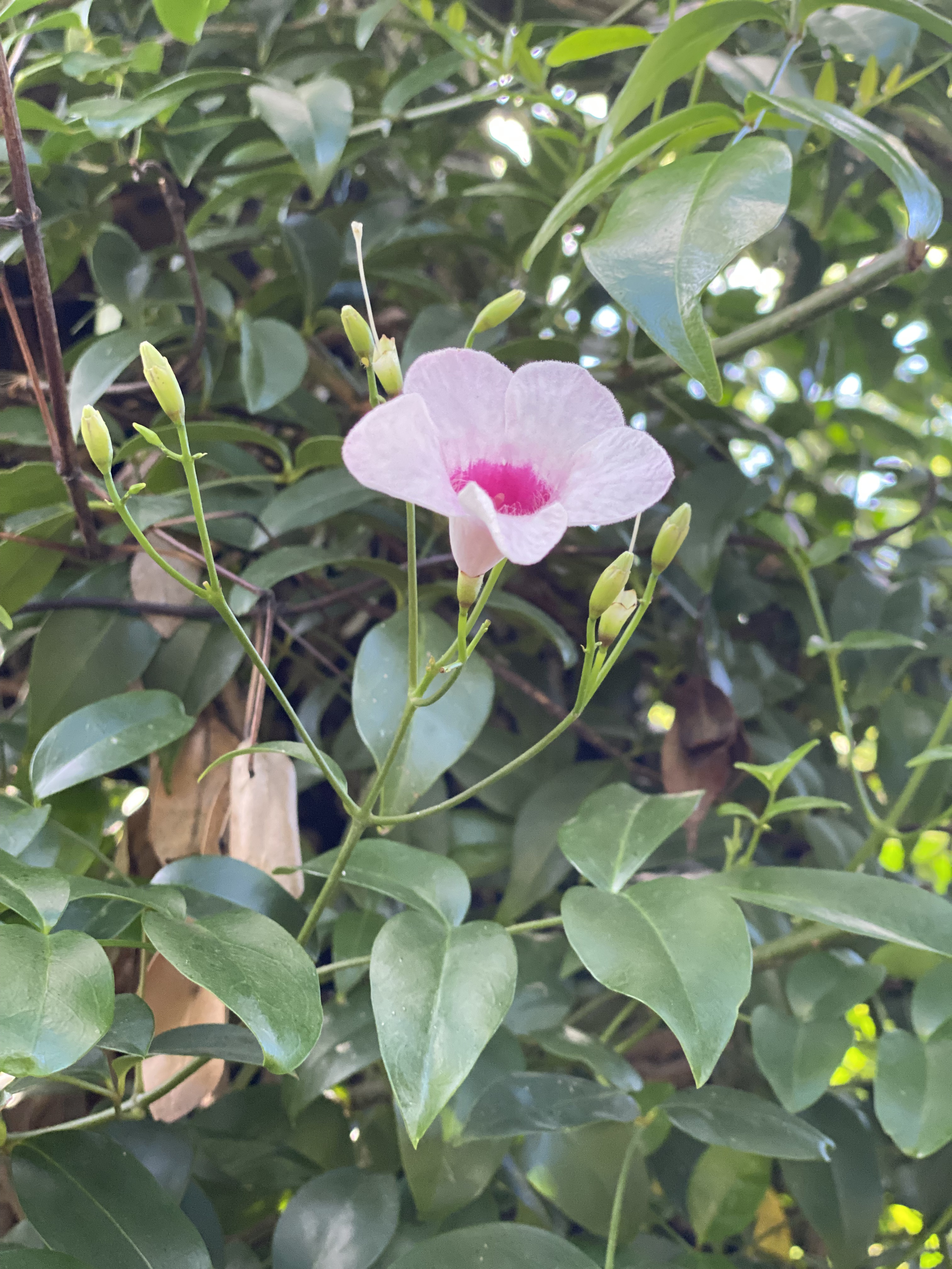 Pandorea Jasminoides 'Bower of Beauty'