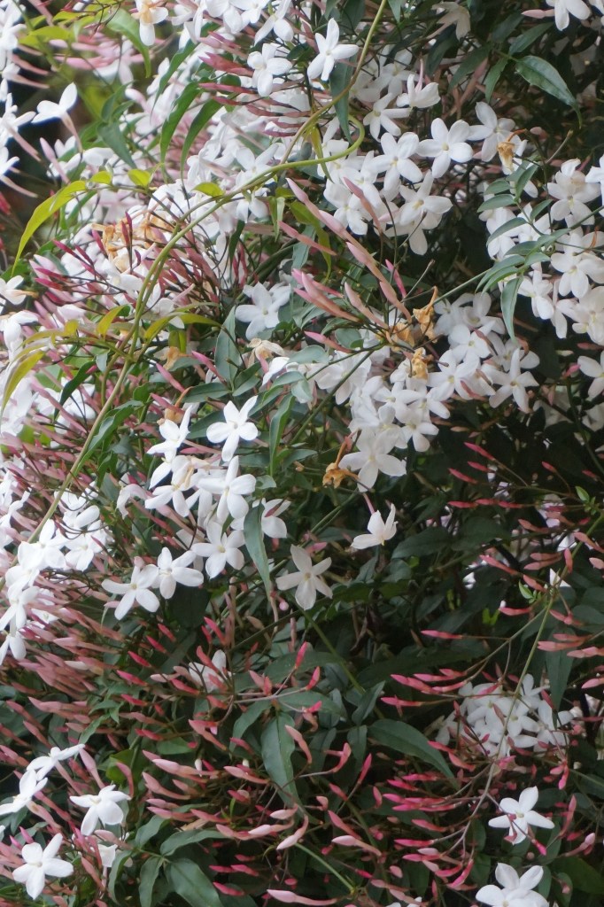 Jasmine up close in bloom and fragrant