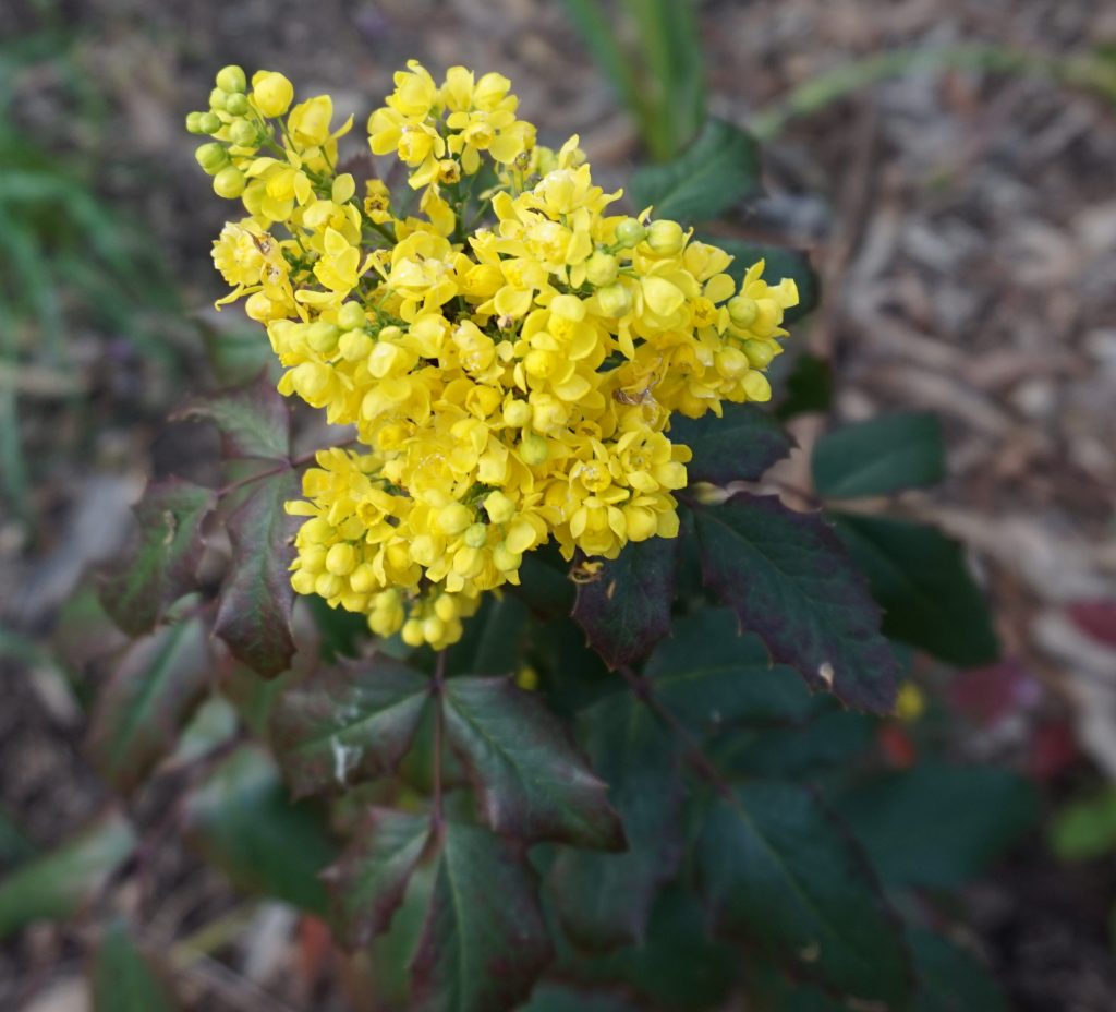 Mahonia - Leatherleaf (Oregon Grape)
