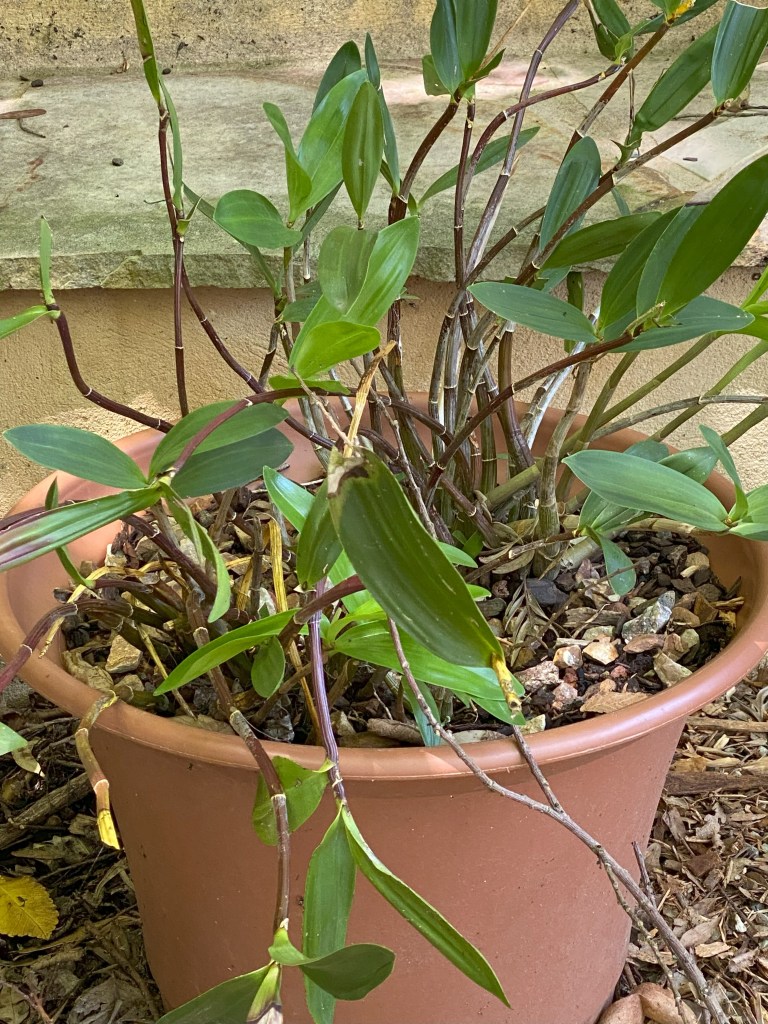 Orchid dendrobium lots of leaves