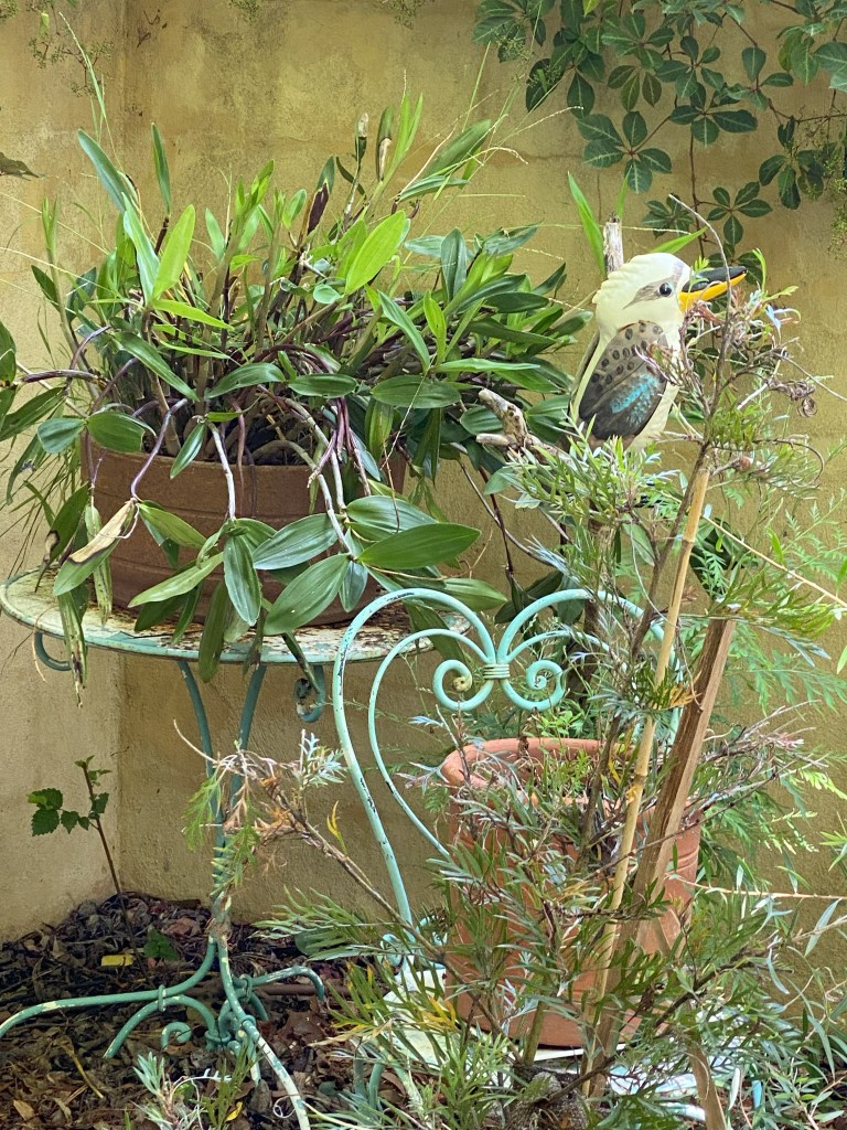 Orchid dendrobium and the Kooka