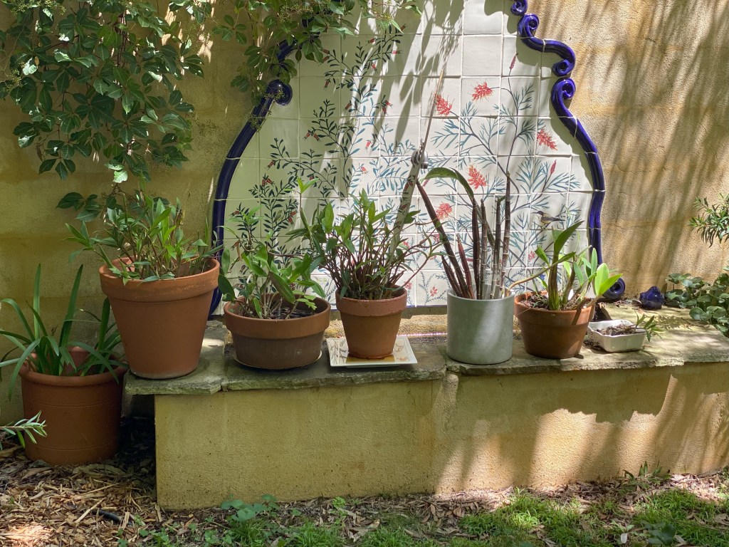 Orchids near the trough - growing near water