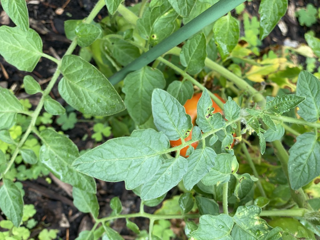 Edibles - Tomato Gross Lisse