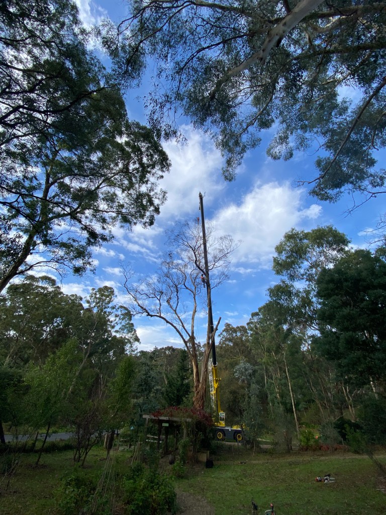 Yellow Box IronBark Trim - Long Shot