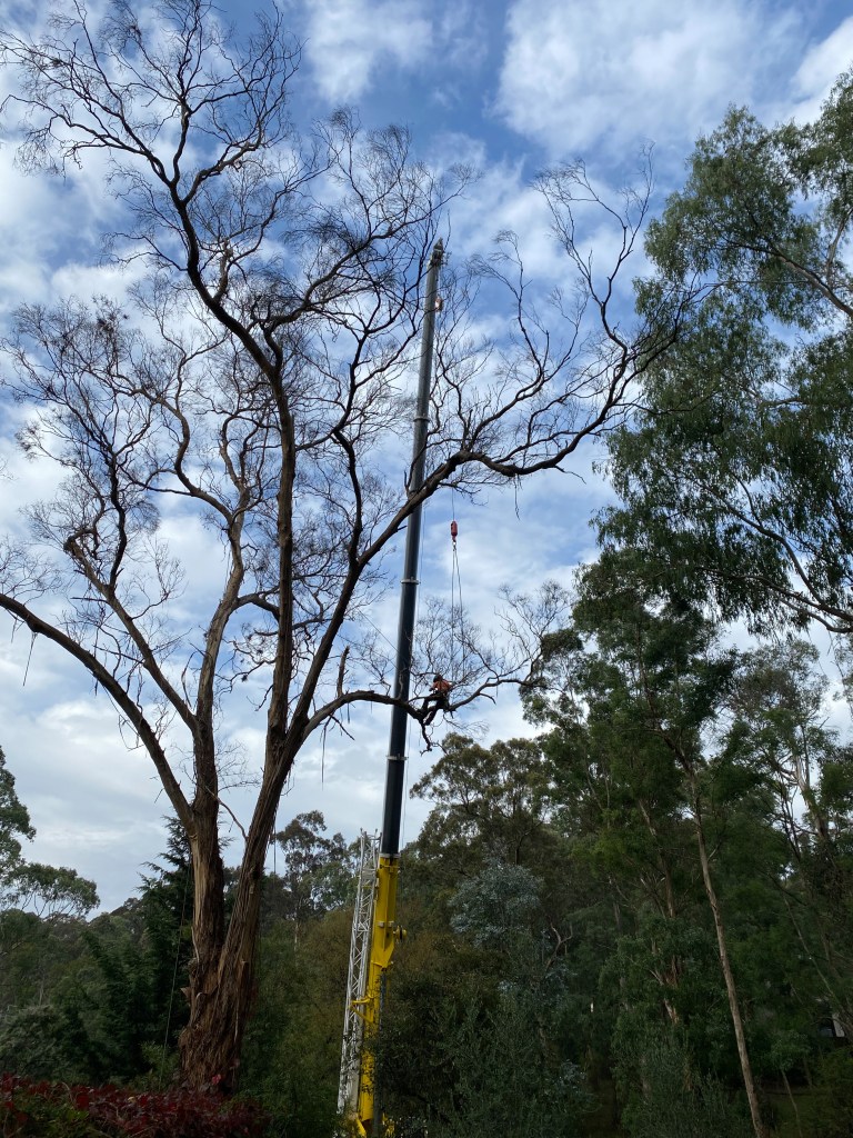 Yellow Box IronBark Trim - Prepping