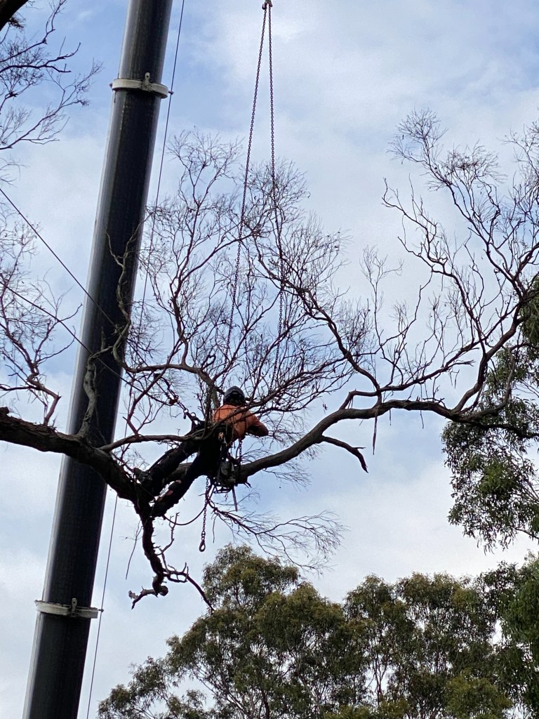 Yellow Box Ironbark gets a prune – with a very large crane and tree&nbsp;climber!