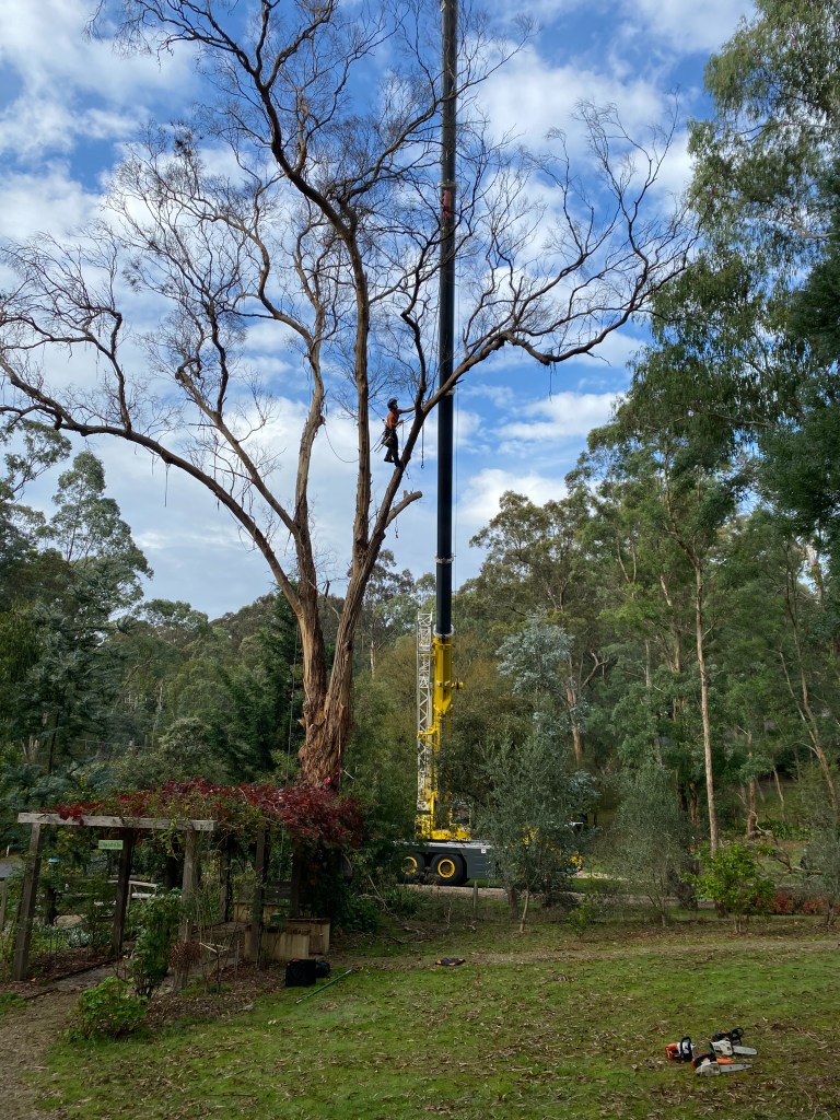 Yellow Box IronBark Trim - Prepping