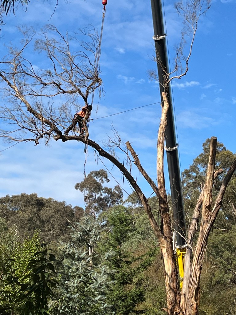 Yellow Box IronBark Trim - Attatching in mid air
