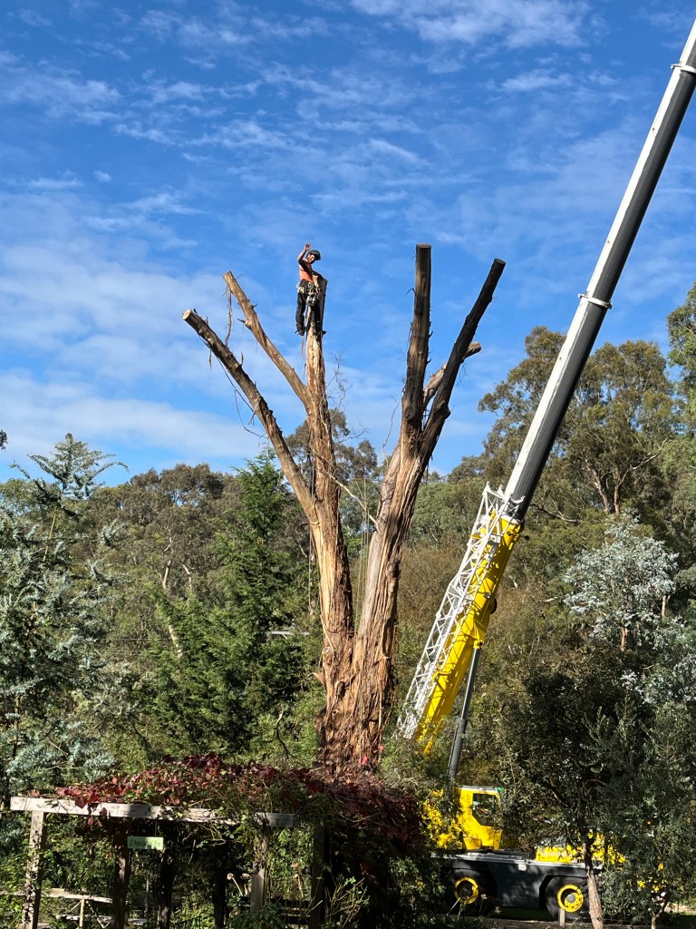 Yellow Box IronBark Trim - Finito