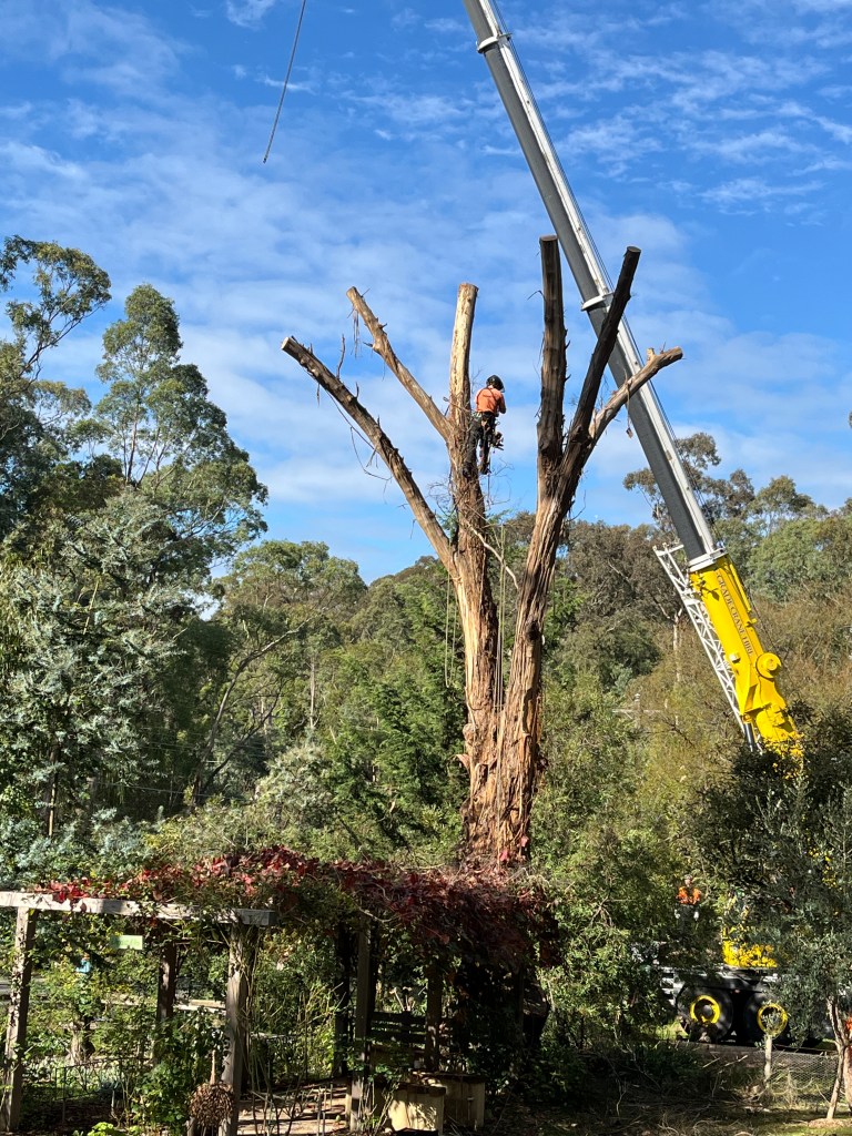 Yellow Box IronBark Trim - Crane