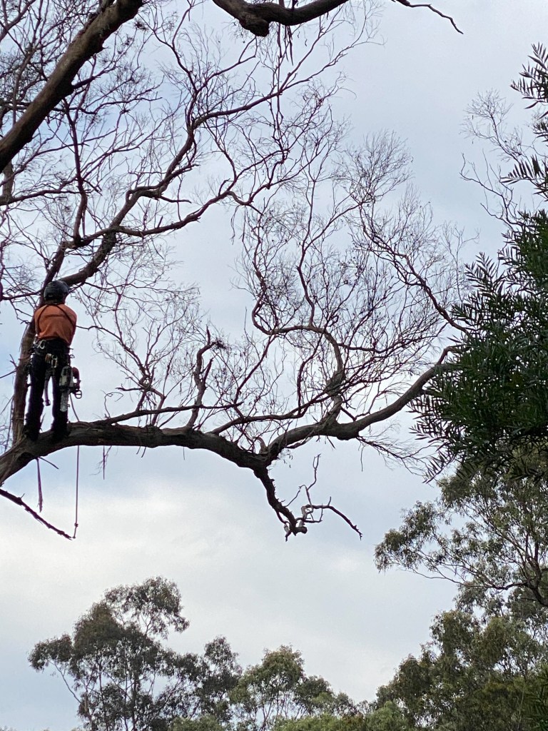 Yellow Box IronBark Trim - branching Out