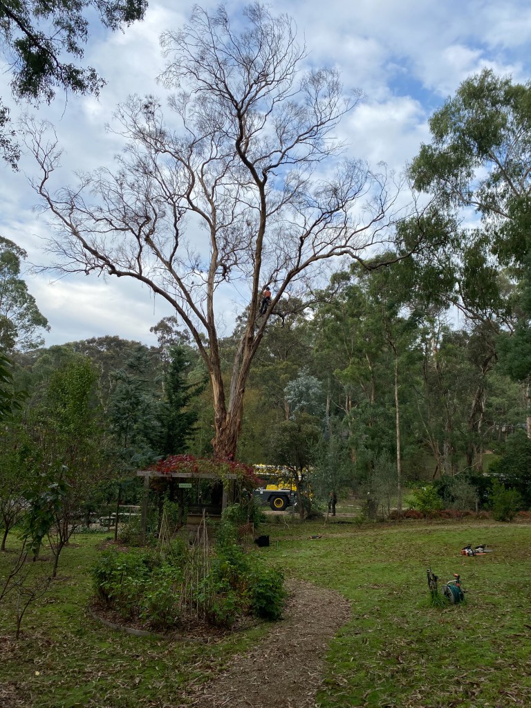 Yellow Box IronBark Trim - Prepping