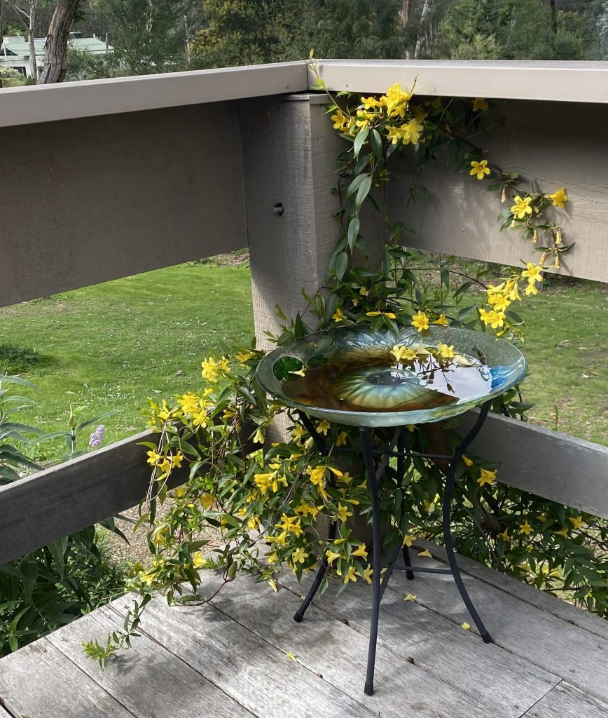 Yellow Jessamine - Gelsemium sempervirens