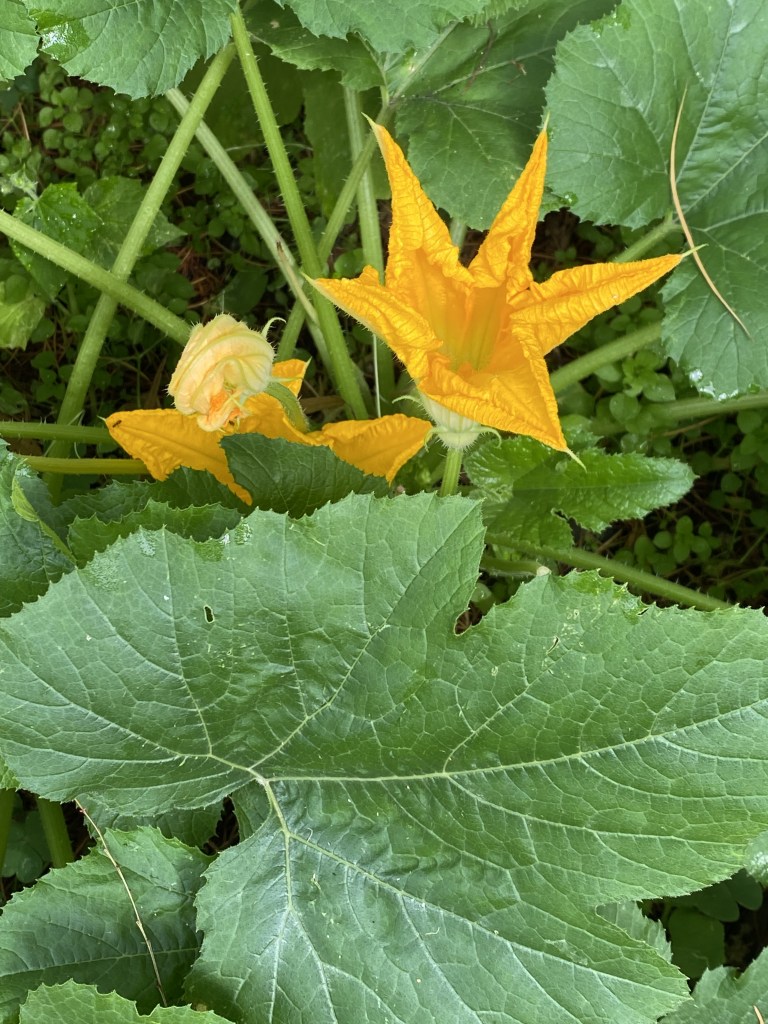Zuchini Flowers