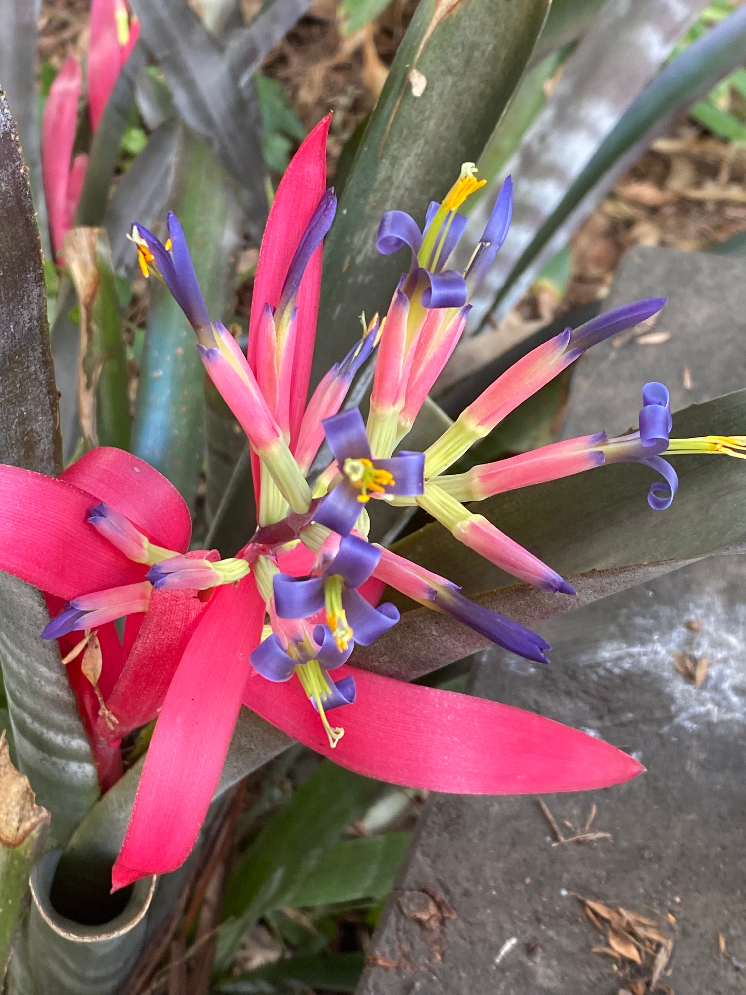Billbergia zebrina is a species of flowering plant in the family Bromeliaceae