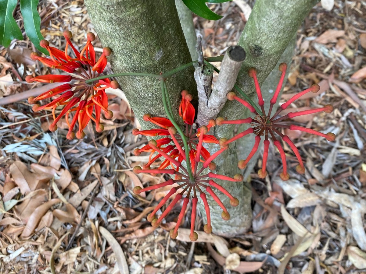 Firewheel Tree – Stenocarpus&nbsp;sinuatus