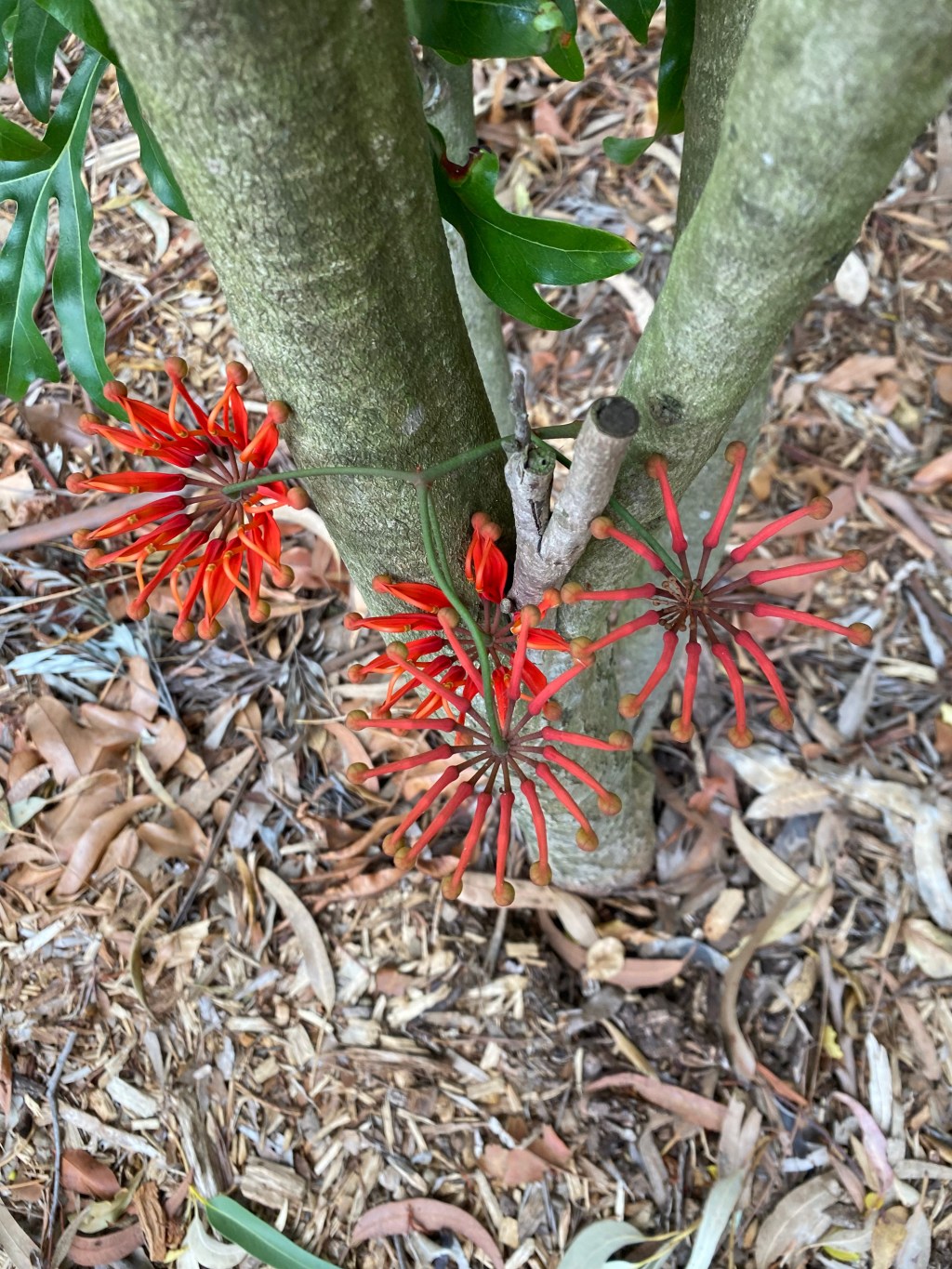 Firewheel Tree – Stenocarpus&nbsp;sinuatus