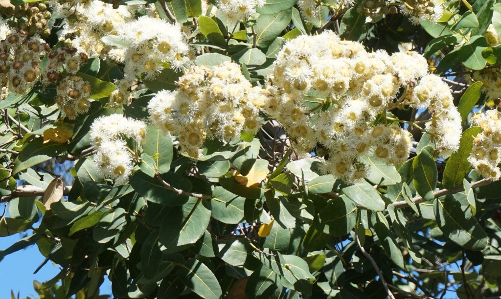 Angophora subvelutina (Myrtaceae)&nbsp;Tree