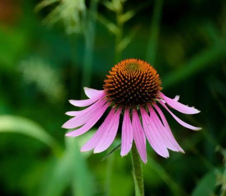 Echinacea – a.k.a. Cone&nbsp;flower