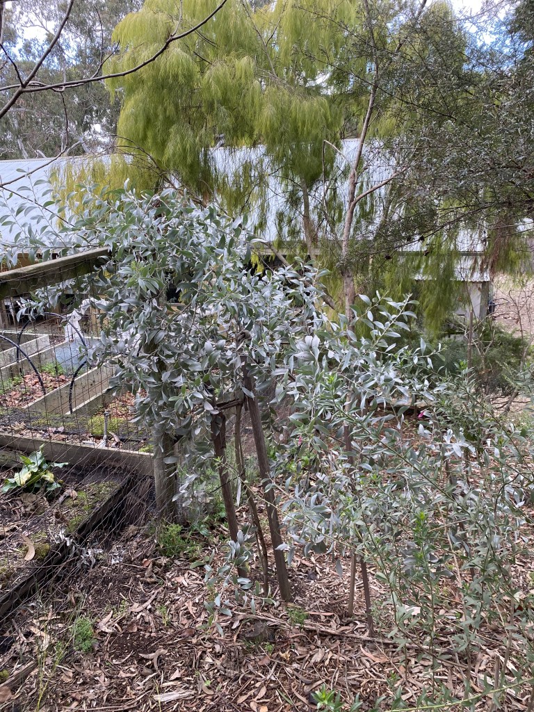 Eucalyptus crenulata retirement gift from Adam