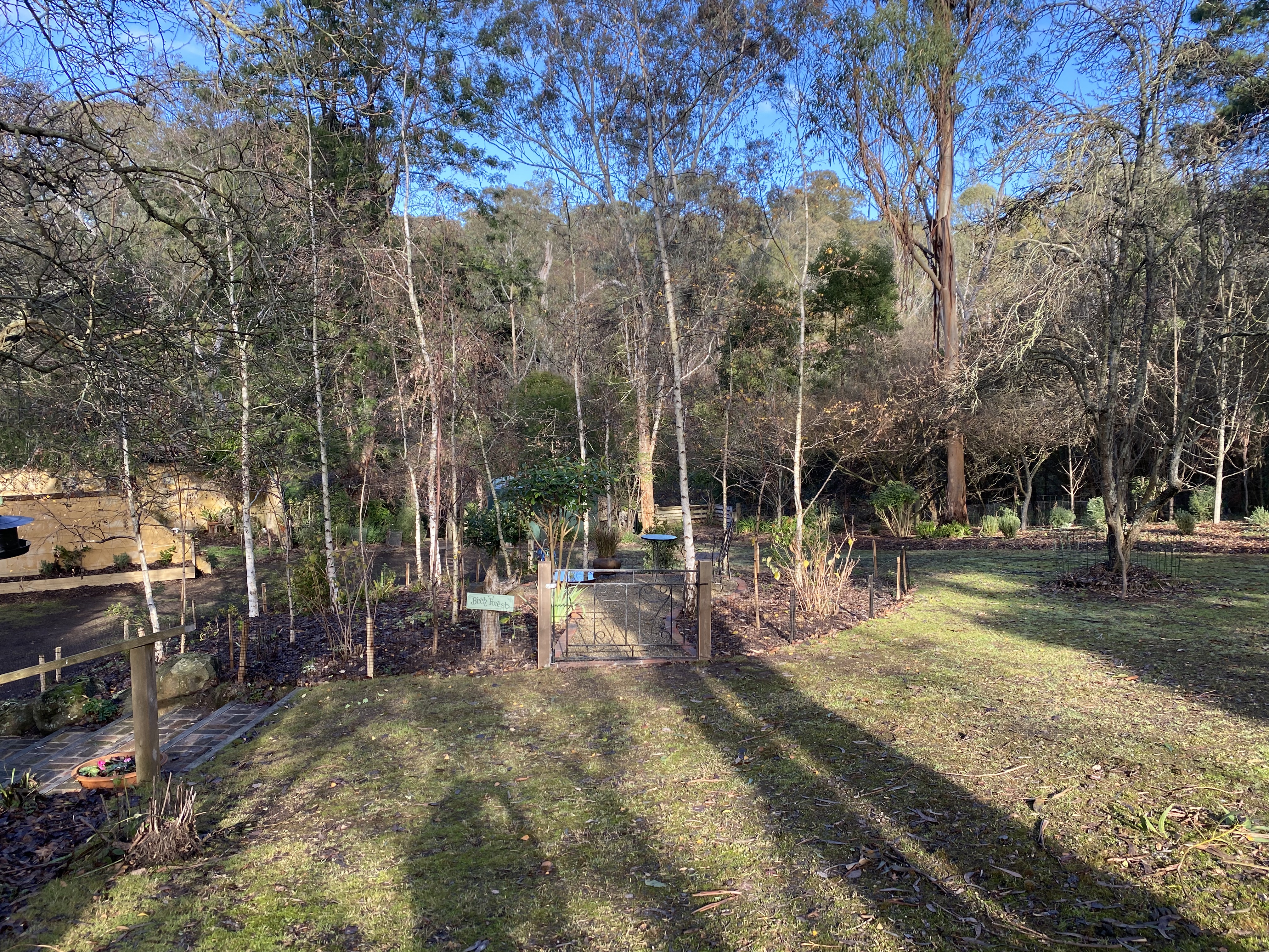 Birch Forest Upgrade