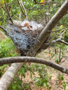 Birdnest held with fishing wire